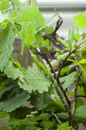 inconnu me dévore_6